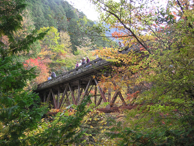 伊勢神宮御神木の山